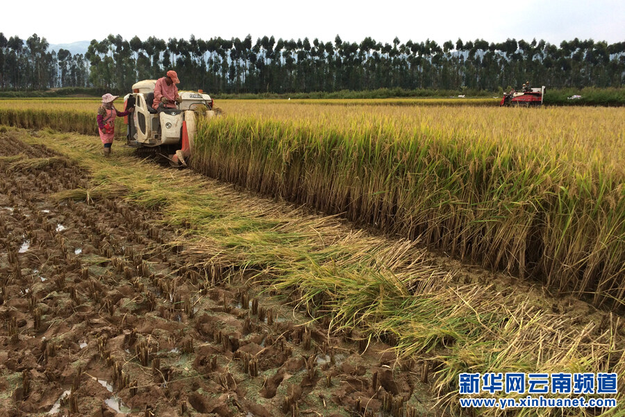 新农机渐成农村秋收新主力.jpg