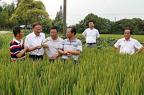 上海穴直播补水稻机械化短板.jpg