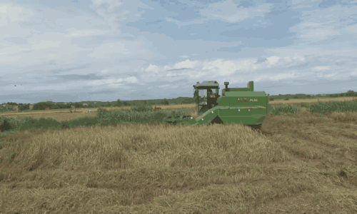 0 (5).gif 0 (5).gif
