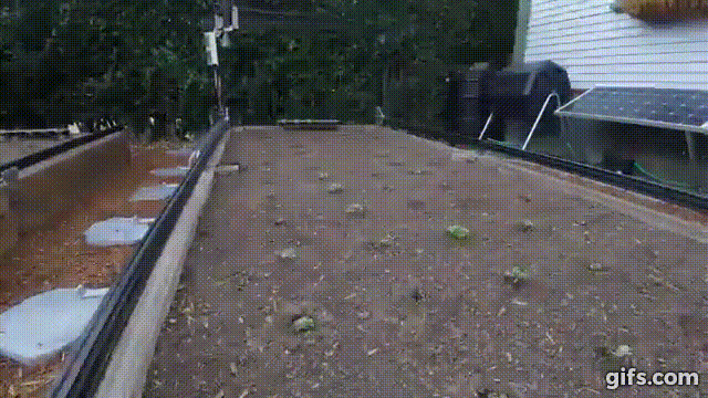 4.gif