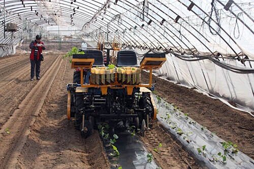 北京：设施果菜机械化移栽有新突破.jpg