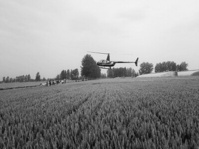 条锈病见病面积近3200万亩,统防统治面积超 1500万亩次.jpg 条锈病见病面积近3200万亩,统防统治面积超 1500万亩次.jpg