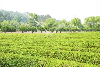 茶1.jpg