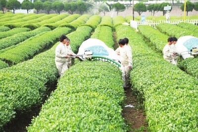 茶2.jpg