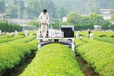 茶3.jpg