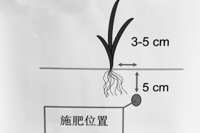 水稻侧深施肥技术减肥增效明显22.jpg