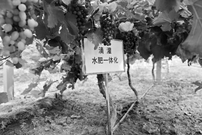 减少四成肥料用量提高果蔬产量品质.jpg
