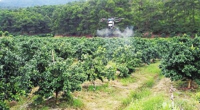 无人机“接手”果园喷药.jpg