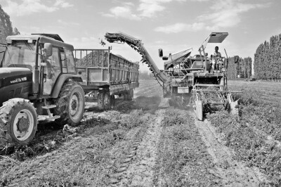 近日，新疆生产建设兵团第2师出动26台（套）番茄采收机帮助农民采收番茄，该机可一次性完成采收、分离、收集、割秧、装车等多道工序，日采番茄1000余亩，节约劳力3000余人，亩均节本增收400多元。.jpg
