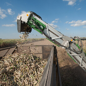 ch330_clean_cane.jpg