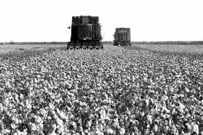 棉花地里机械忙.jpg