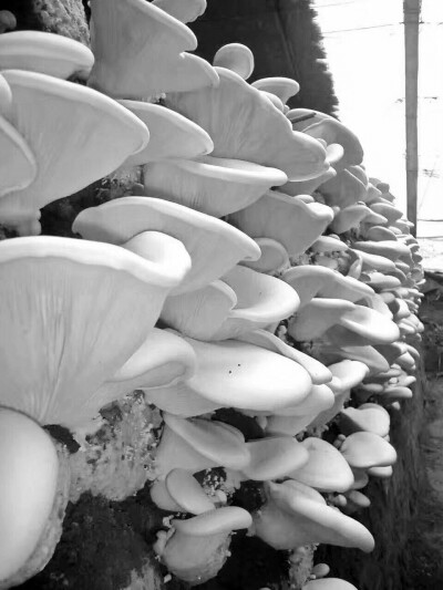 食用菌工厂化11.jpg