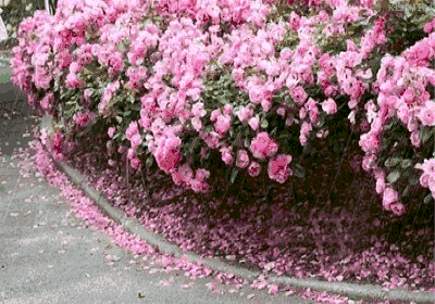 640 (2).gif