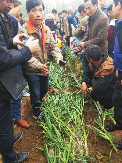 大蒜全程机械化省时省力蒜农夸.jpg