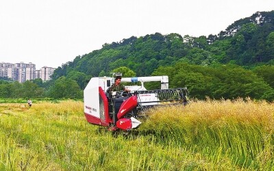 新宁：机收油菜更高效.jpg