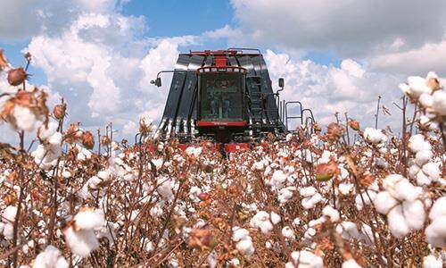 qngroup001%2Fu481235%2F0%2Fcotton-pickers-features-01.jpg
