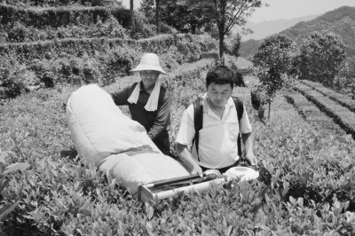 采茶机采摘夏茶.jpg