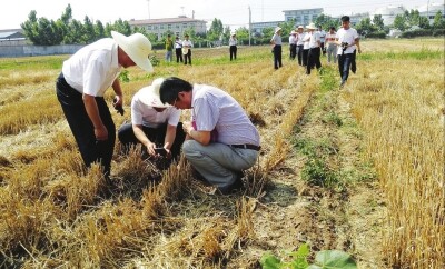 专家“把脉”皖北鲁西南玉米全程机械化生产.jpg