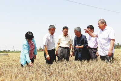 专家组调研陕西小麦全程机械化.jpg