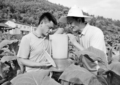 湖北省保康县：引导农民采取绿色防控措施.jpg