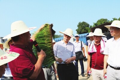 晚稻中大苗机械化移栽现场会举办11.jpg