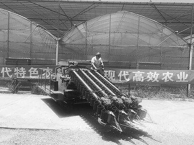 南机所研制两款甘蓝收获机首次下地试验成功22.jpg
