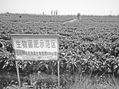 银川市推进化肥.jpg