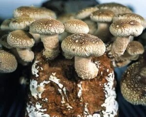640.webp (1).jpg