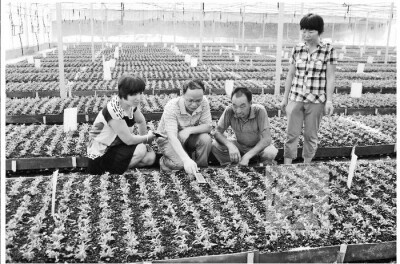 建德攻克铁皮石斛绿色防控难题.jpg