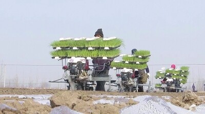 平度：为大葱生产“打样”！11.jpg