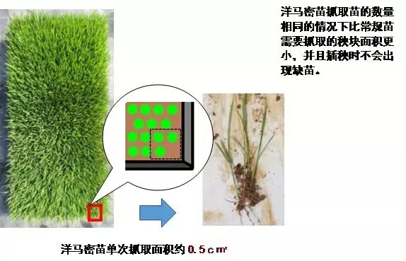 洋马密苗培育技术介绍