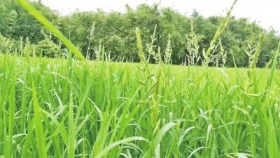 每年发生超14亿亩杂草危害持续加重
