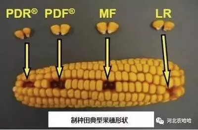 玉米种子大小和粒形对播种的影响