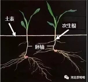 播深对出苗及玉米产量的影响
