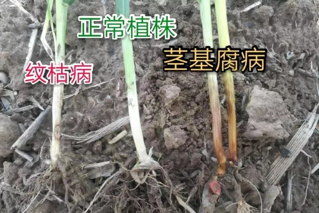 在使用植保无人机时如何提升喷洒农药的效率？