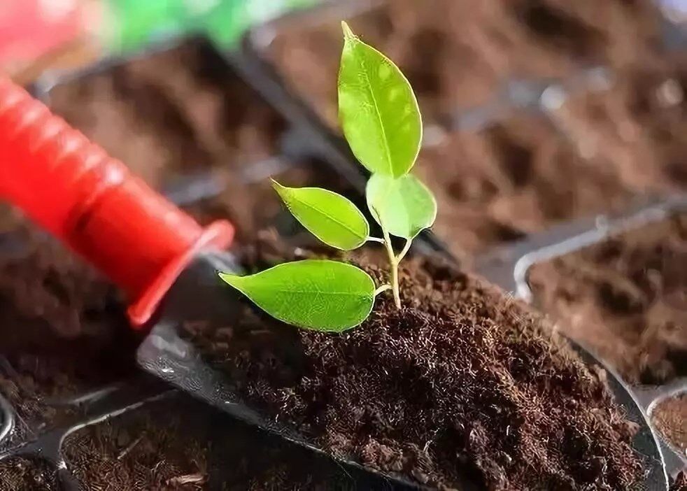 3分钟就能搞懂所有肥料的套路