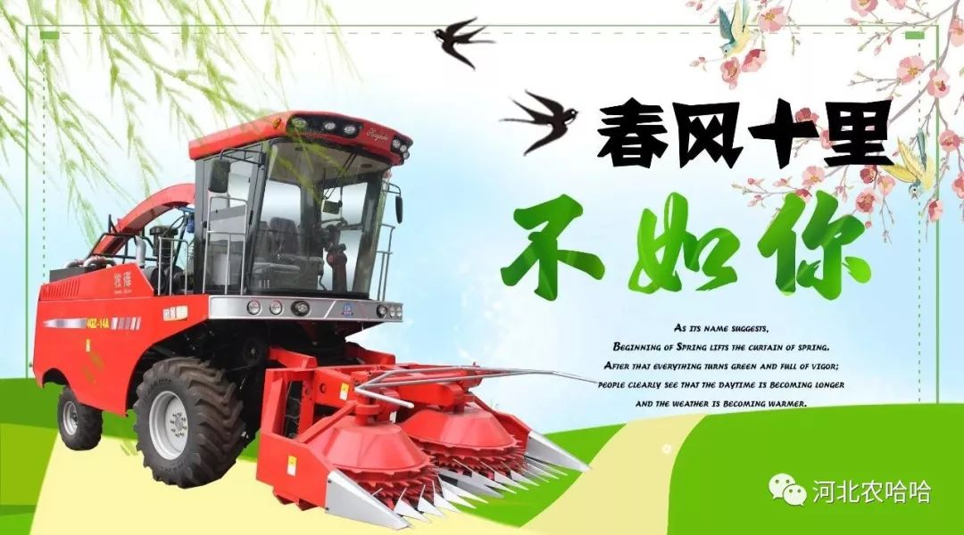 青贮玉米出苗问题的十大原因 