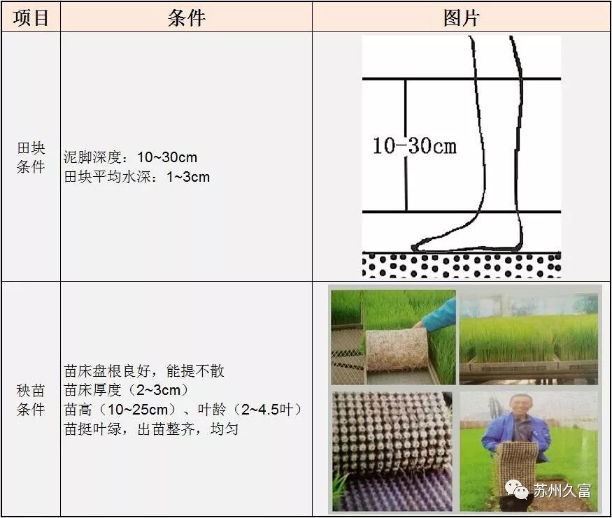 适合机器插秧的田块和秧苗