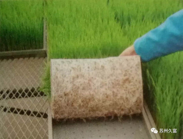 增产增收，优选久富！——久富牌增产型摆栽插秧两用手扶、高速插秧机