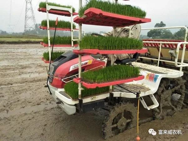 富来威水稻密播稀植技术多地布点试验 