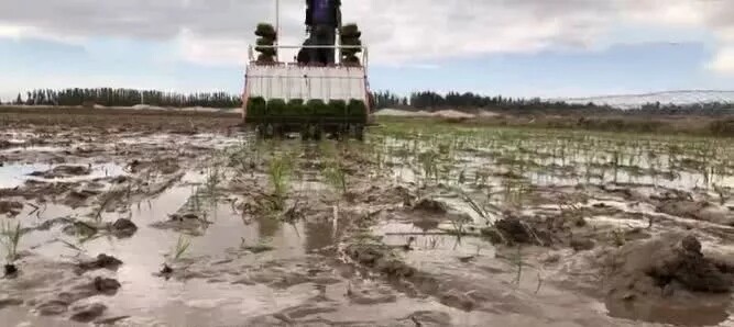 沃得骁龙助力海水稻研发