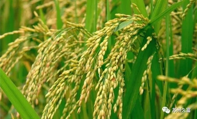 不同地区水稻病虫害防治重点