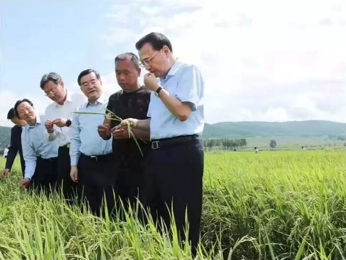 富来威密播稀植安徽苗情观摩会召开