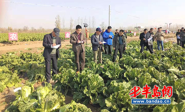 青岛市农机中心召开2019年青岛市秋季大白菜新品种观摩评价会