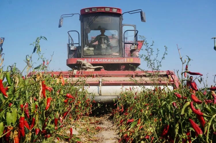 用户口中最好的辣椒收获机——牧神4JZ-3600型自走式辣椒收获机