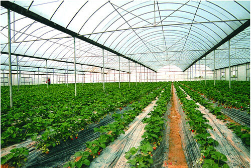 农业农村部部署加快推进设施种植机械化 到2025年我国设施种植机械化水平总体达到50%以上