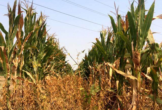 山东：精准发力 为大豆玉米带状复合种植提供有力机械化支撑