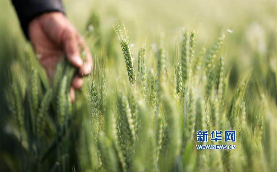 农业农村部：全面排查各类毁麦情况 确保夏粮颗粒归仓